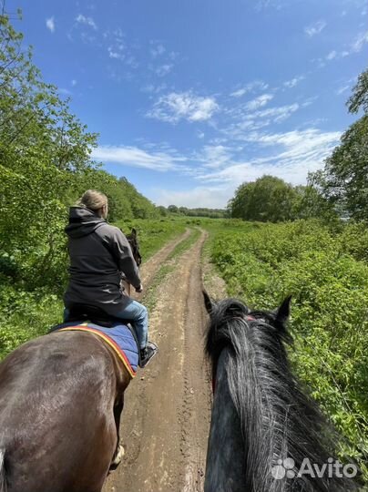 Конные прогулки и сертификаты