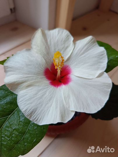 Гибискусы белые 2 вида