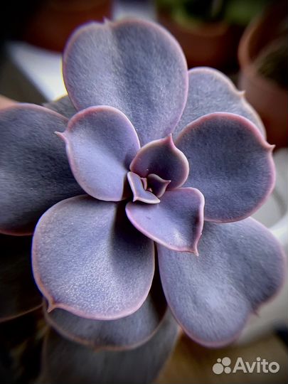 Суккуленты