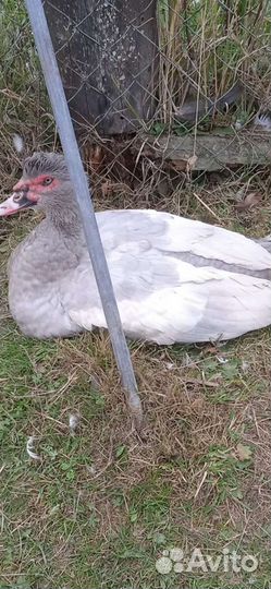 Индоутки немецких тяжёлых линий