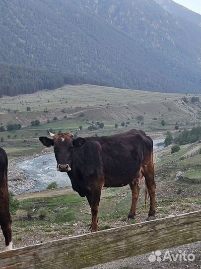 Коровы дойные