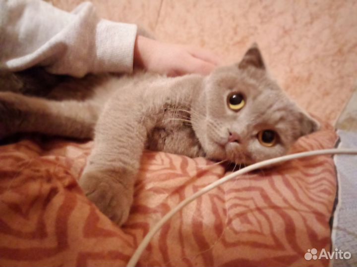 Британская