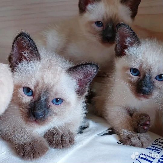 Меконгские бобтейлы