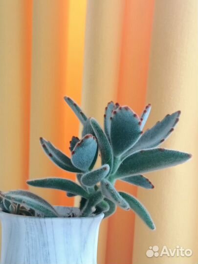 Каланхоэ войлочное