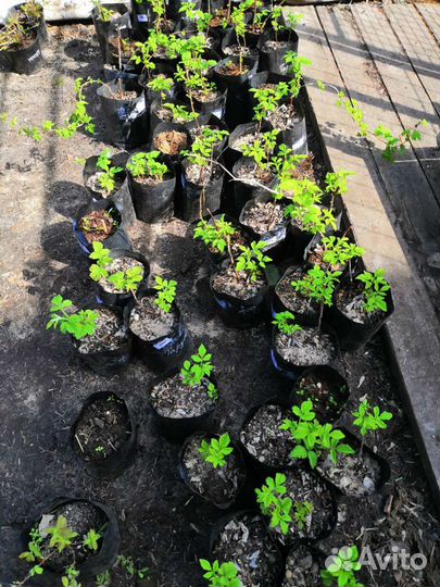 Саженцы плодовых растений. Яблоня. Вишня. Груша