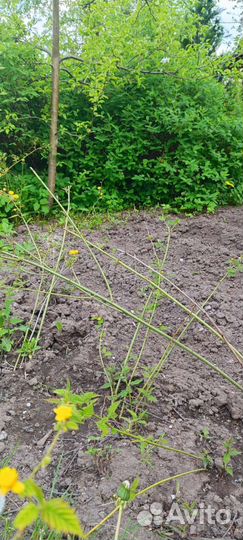 Керрия японская