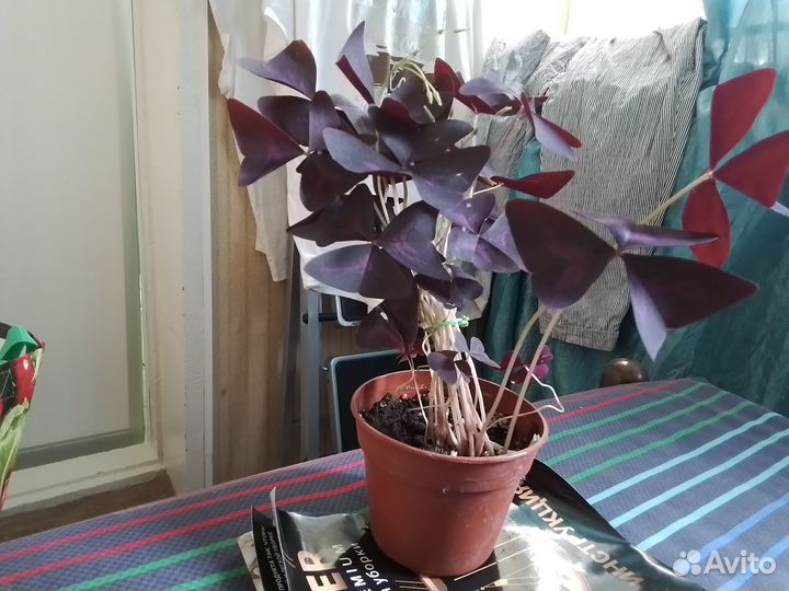 Кислица фиолетовая.Оксалис