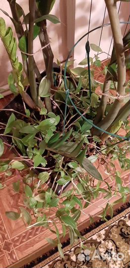 Замиокулькас