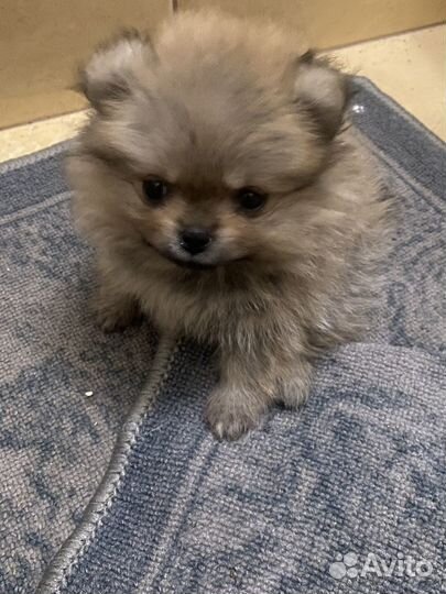 Шпиц девочка