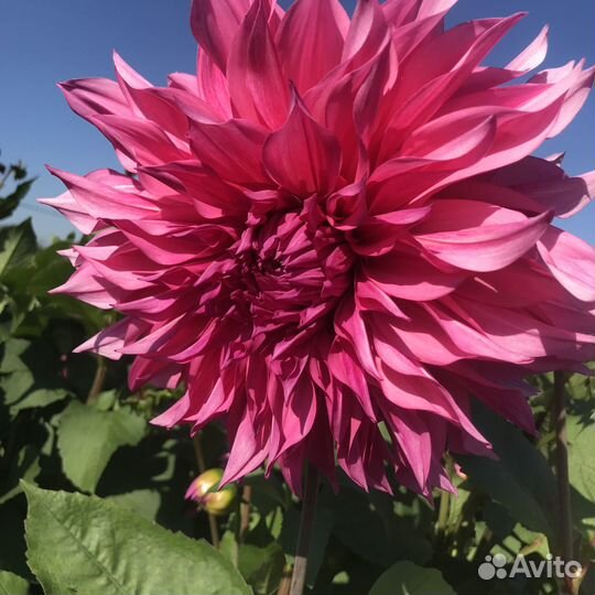 Цветы букеты с доставкой