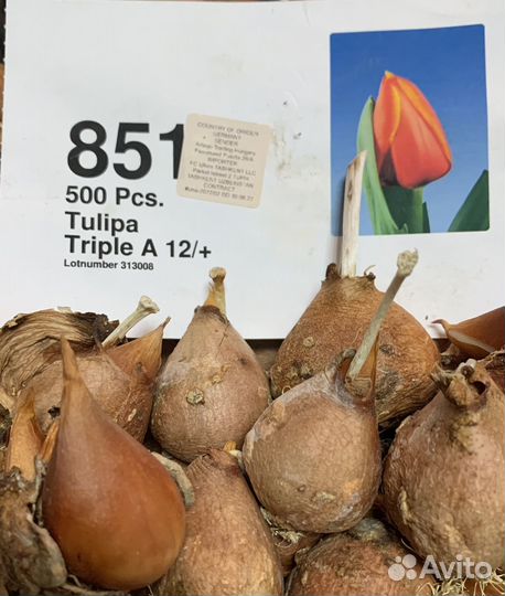 Луковицы тюльпанов после выгонки