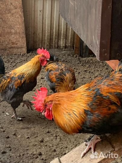 Петух Маран