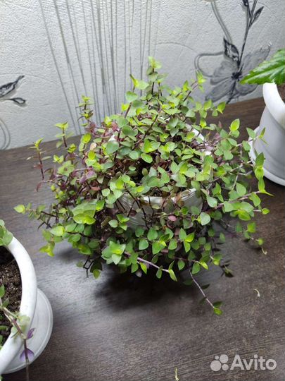 Традесканция