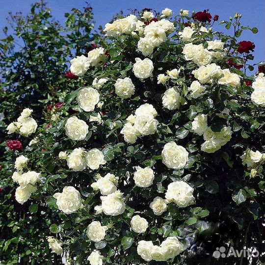 Кустовые розы саженцы