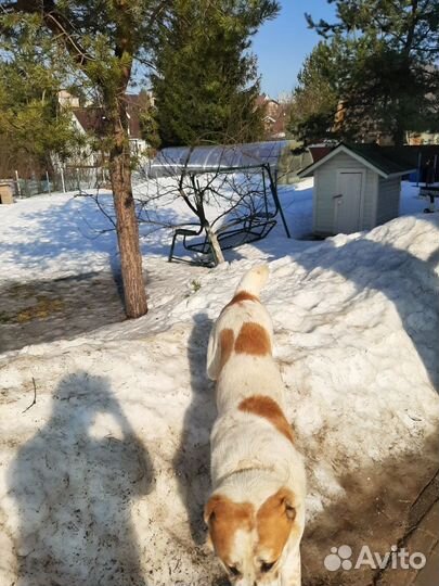 Алабай для вязки