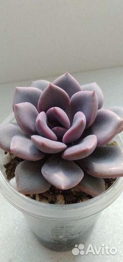 Граптоверия Дебби