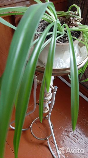 Хлорофитум