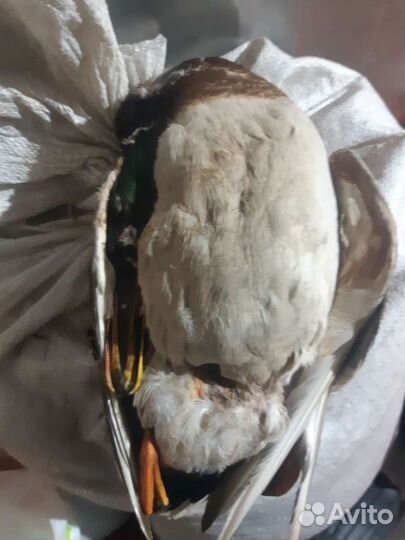 Мясо дикой утки