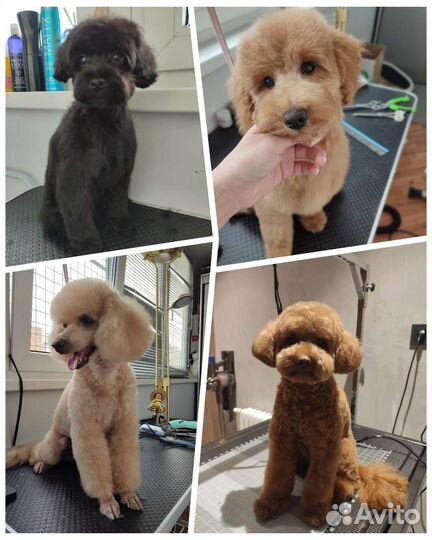 Услуги грумера (собаки и кошки)