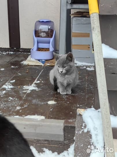 Котята бесплатно