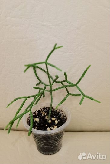 Лесные кактусы