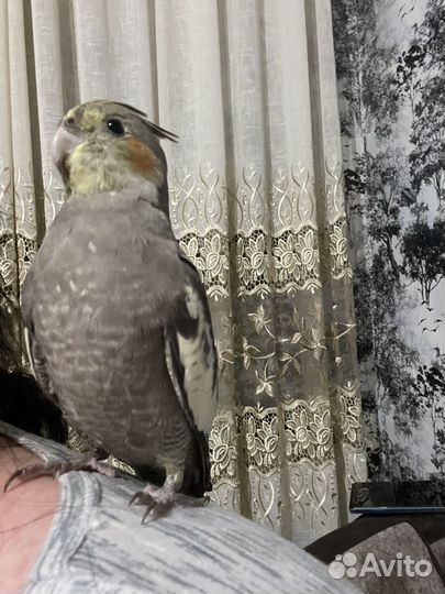 Попугай Корелла ручной