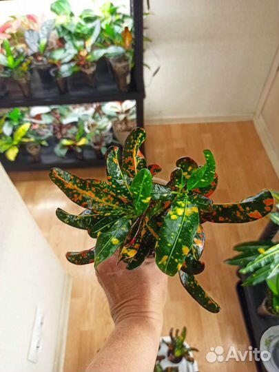 Кротон Батик