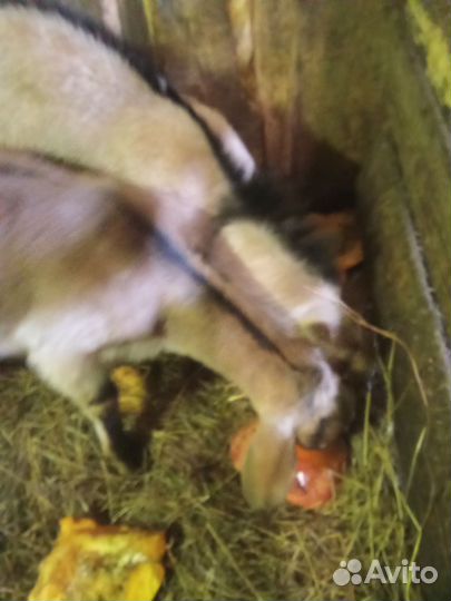 Козы и Козлы