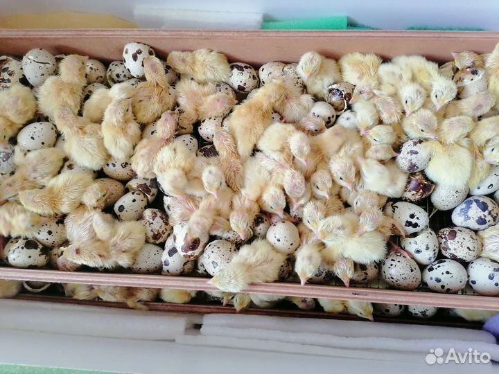 Белый техасский перепел, инкубационное яйцо
