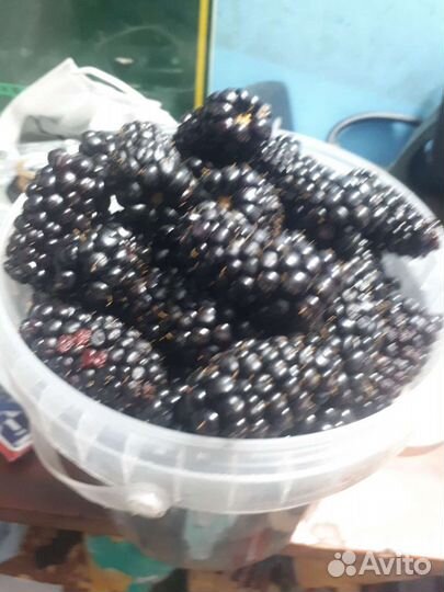 Ежевика малина ягода