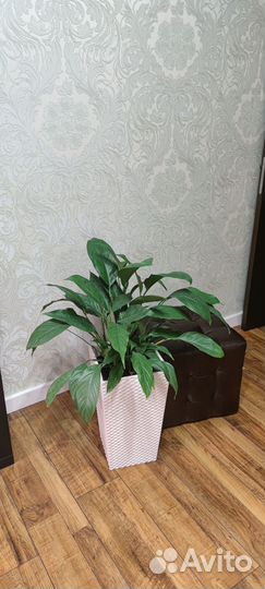 Спатифиллум