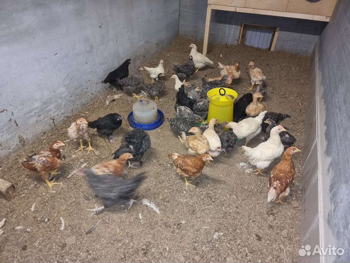 Цыплята суточные, подрощенные