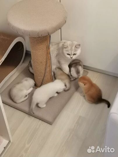 Когтеточки для кошек