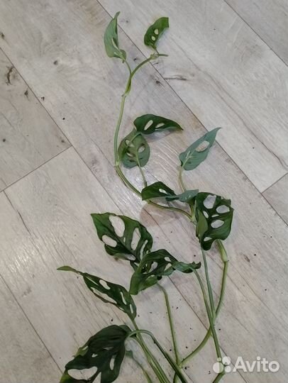 Монстера Обликва перу, Адамсона. Большой куст