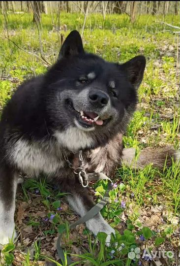 Маламут вязка