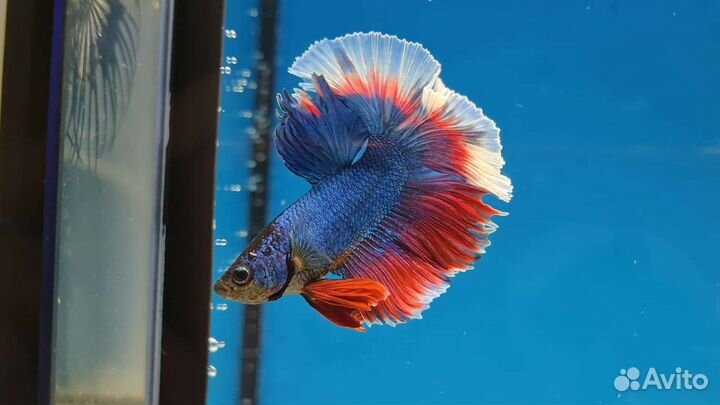 Студия Аквариумистики 