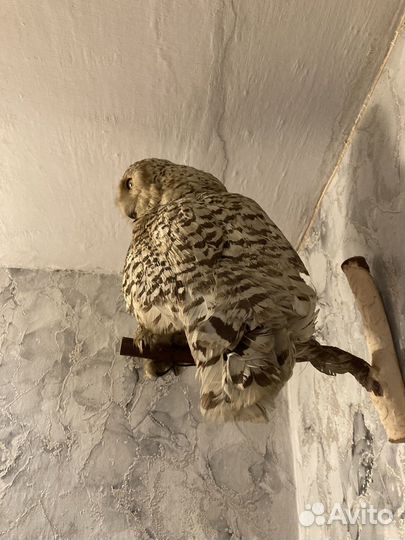 Чучело совы Чучело птиц