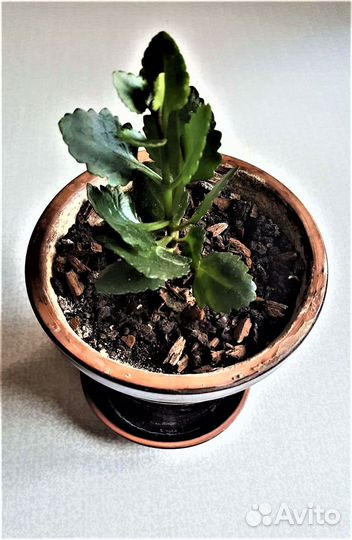 Каланхоэ Каландива Цветущий Оранжевый