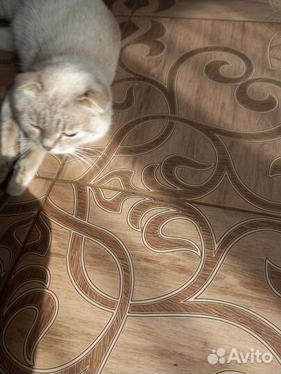 Шотландская вислоухая кошка