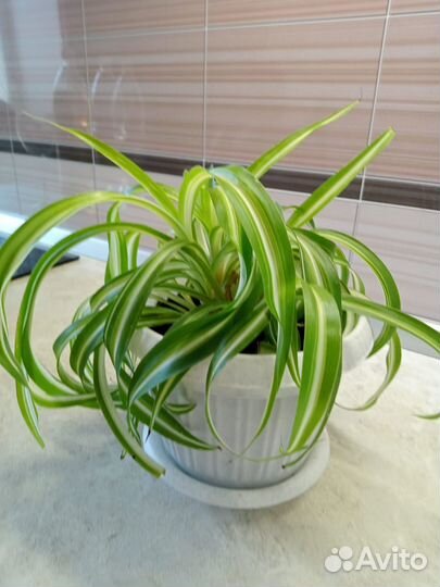 Хлорофитум кучерявый
