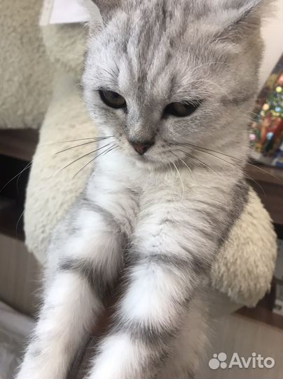 Шотланский котенок