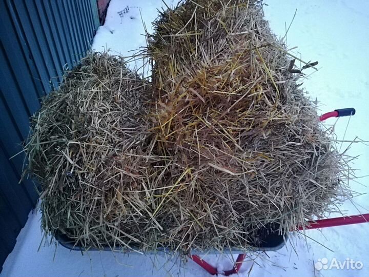 Солома овсяная