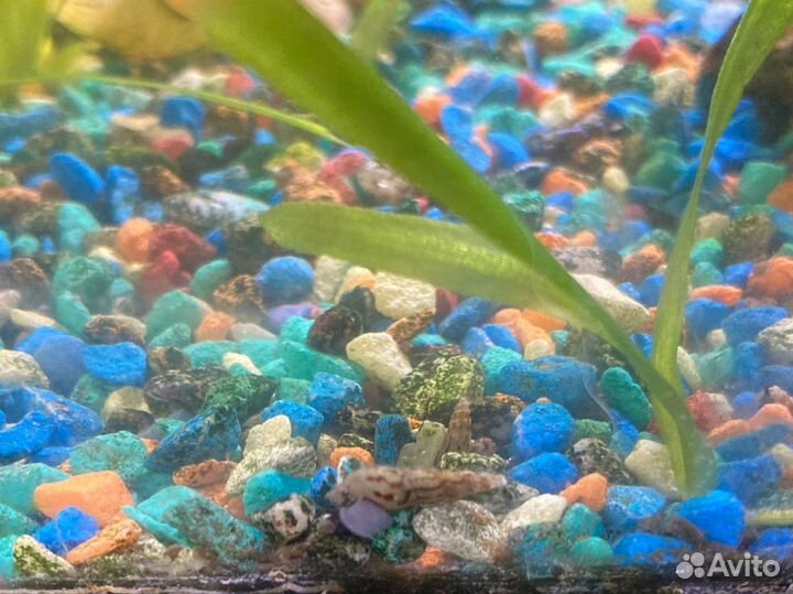 Улитка грунтовая мелания туберкулата и гранифера