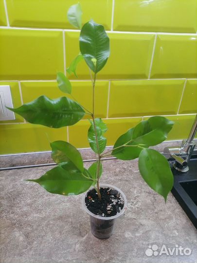 Фикус реджинальд