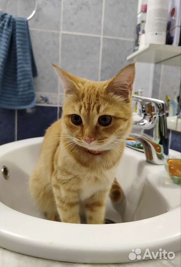 Кошка в добрые руки