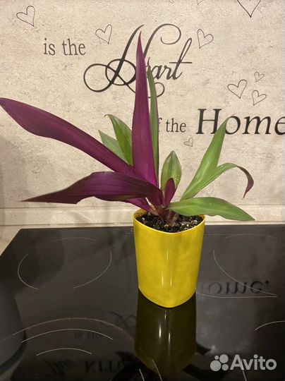 Цветы для дома, разные