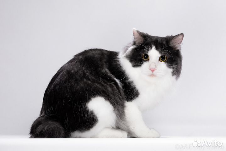 Курильский бобтейл вязка