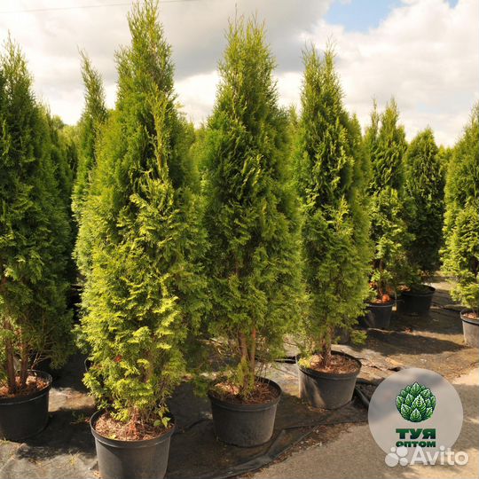 Туя брабант 210 см