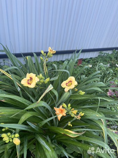 Лилейники, гортензия