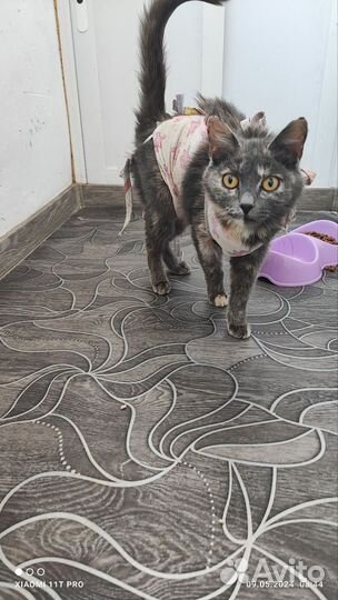 Отдам кошек